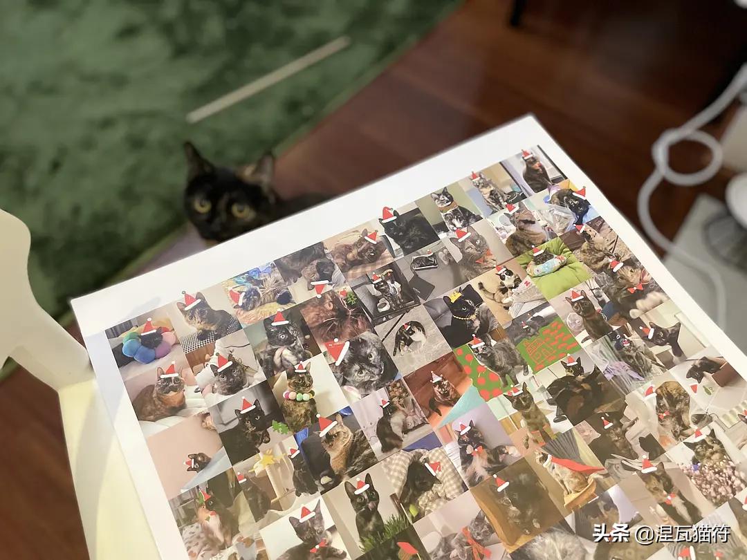 中国猫咪品种玳瑁猫,田园玳瑁猫的嘴