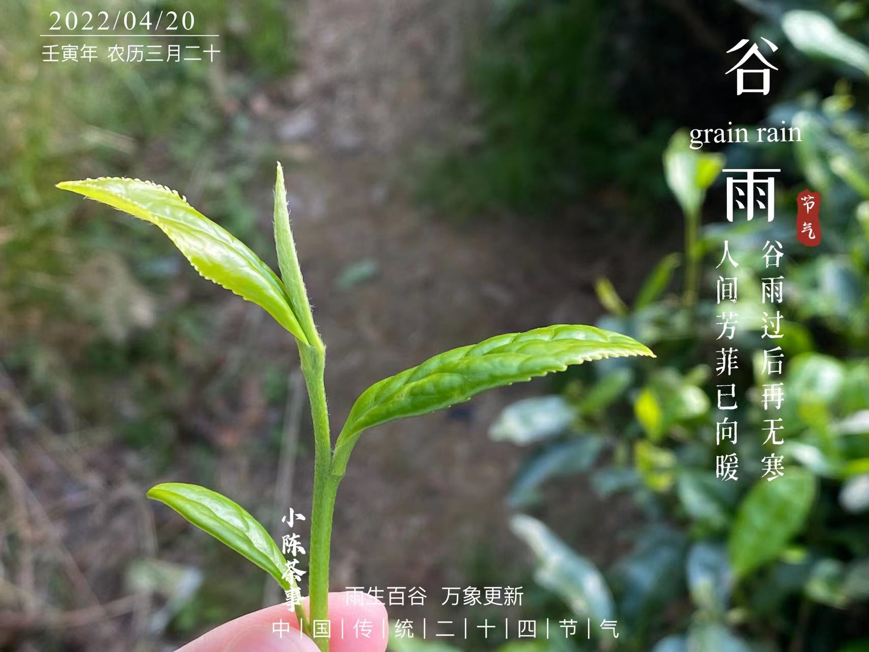 白毫银针茶哪种白茶最好,白茶的寿眉贡眉银针