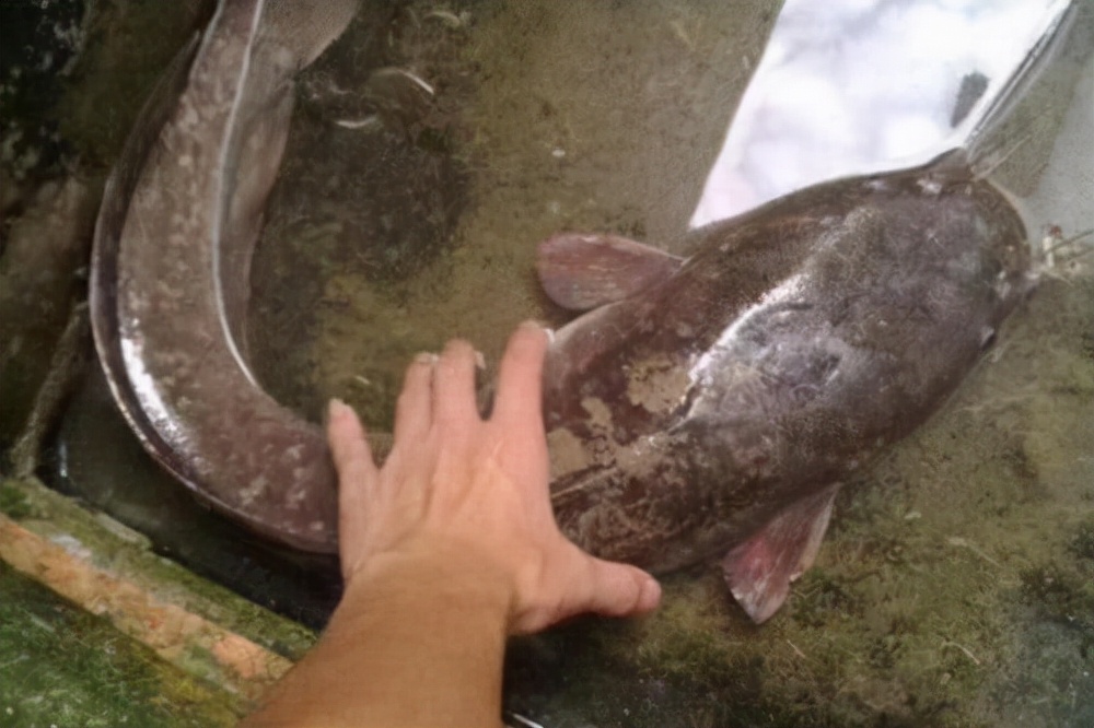 烤鱼店一条鱼突然发出猫叫声,烤鱼店一条鱼突然发出猫叫