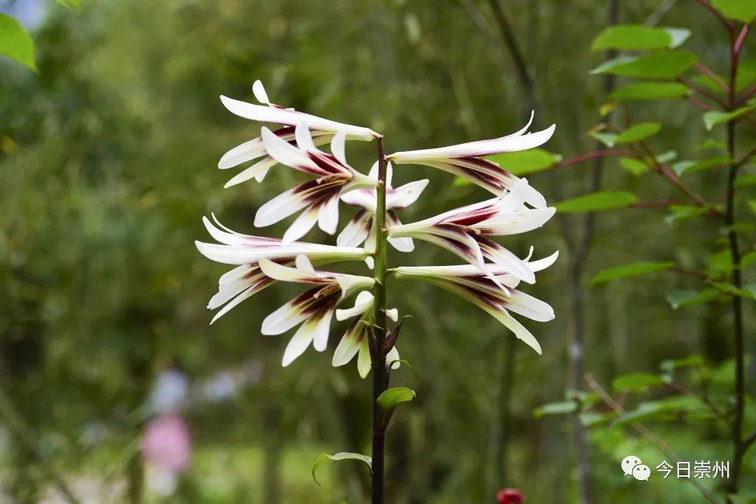 崇州山里的野百合图片,成都大邑野百合花海美景图