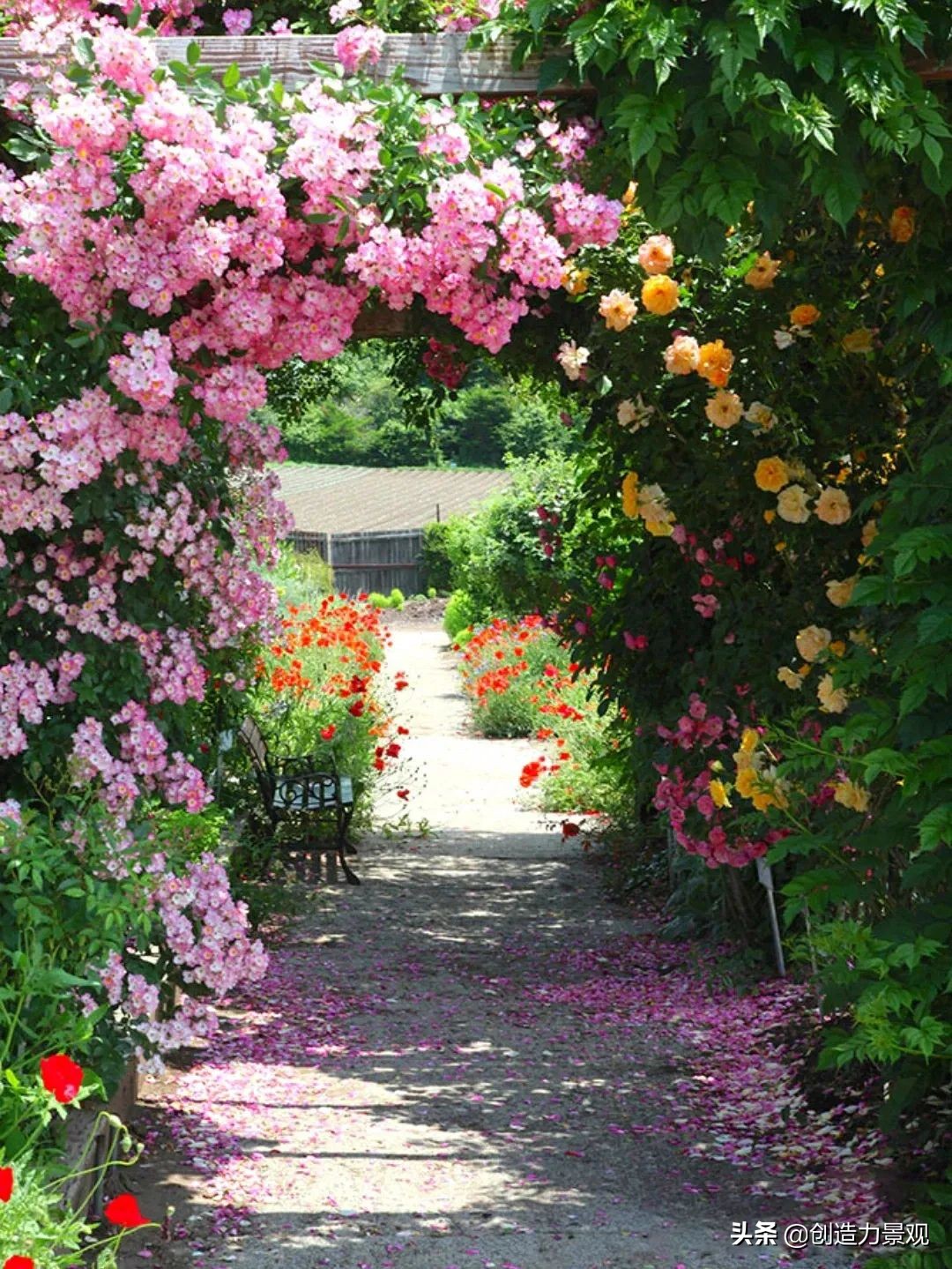 一花一草一世界原创花草,一花一草一世界花草之美