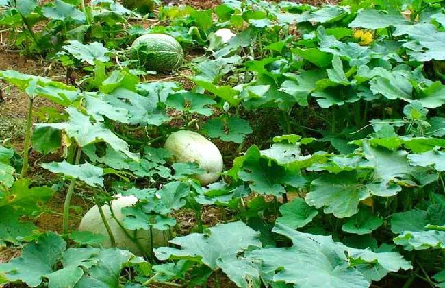 南瓜不结瓜教你一个妙招,南瓜旺长不结瓜如何处理