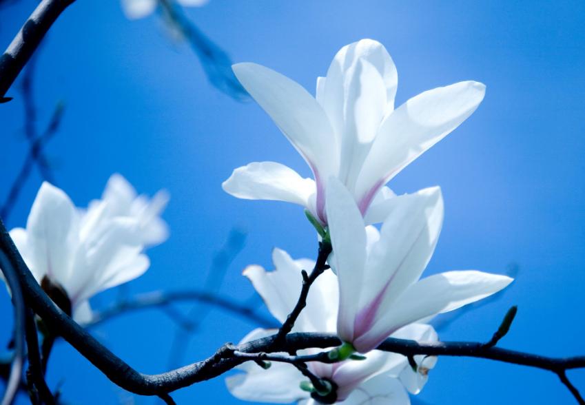 玉兰花古诗30首,玉兰花开古诗