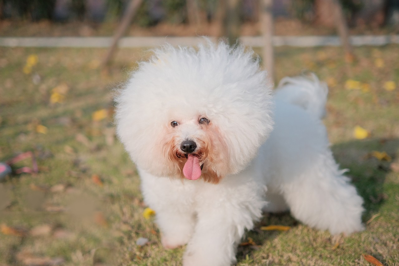 哪种狗最好养又省钱又可爱,推荐三款比较好养的狗