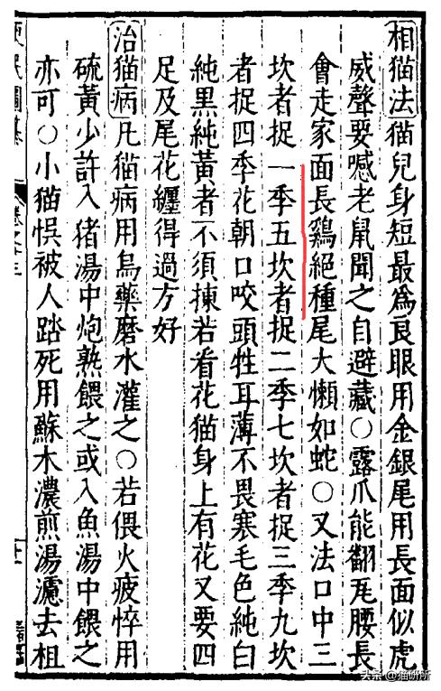 猫咪的肉垫看性格,猫咪肉垫形状代表什么性格