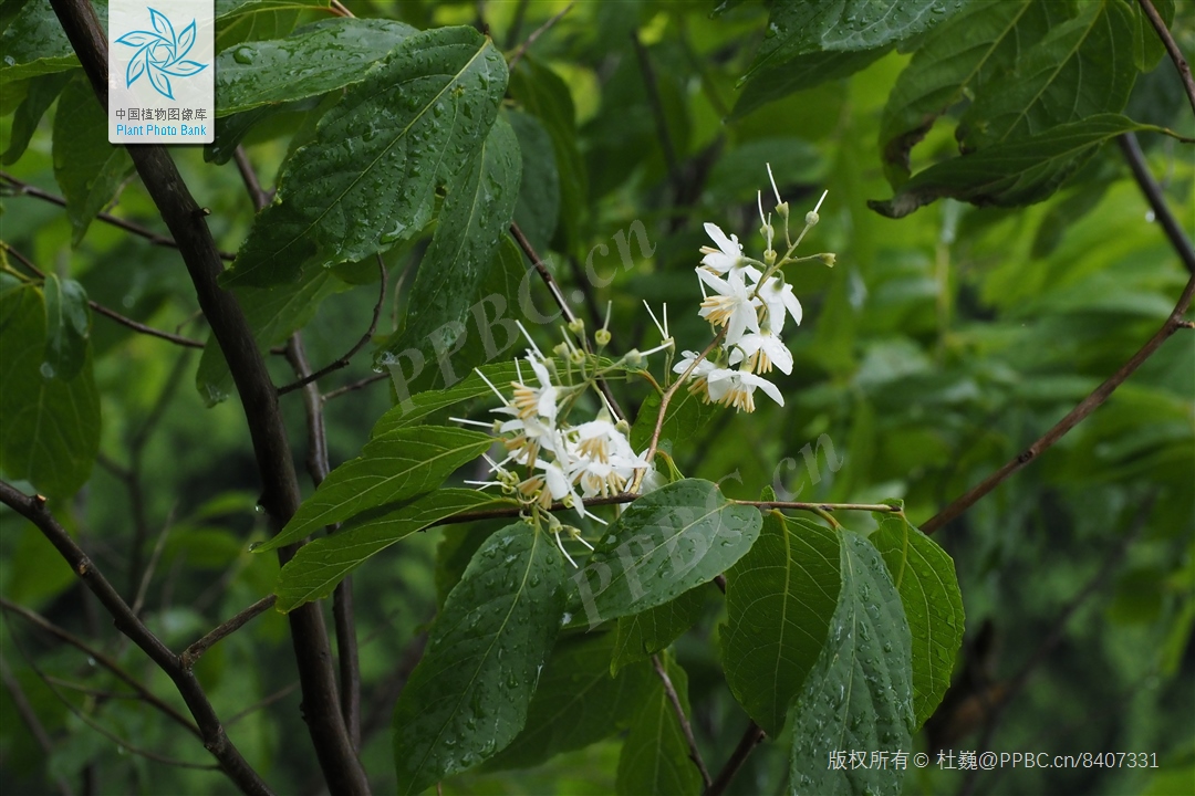 鏃ユ湰闆爲,鏃ユ湰闆搩