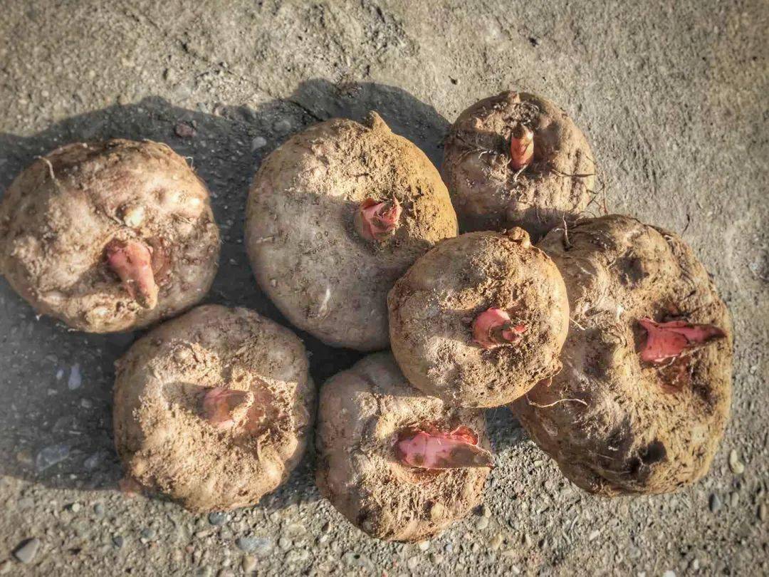 种植魔芋致富项目,魔芋种植每亩地一年收入多少钱