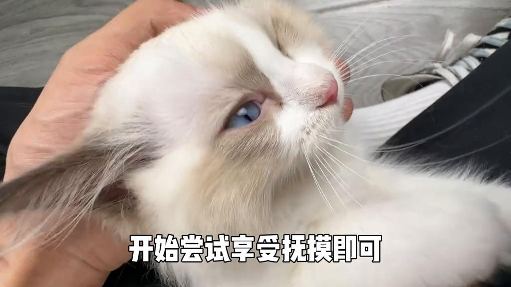 猫咪不让摸，那肯定是抚摸脱敏训练没做好#猫咪社会化