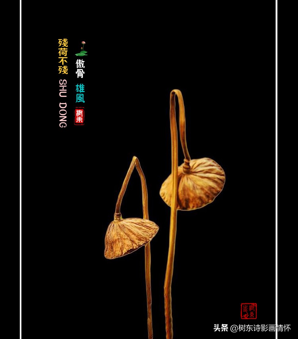 荷花美出淤泥而不染,这才是真正的荷花出淤泥而不染