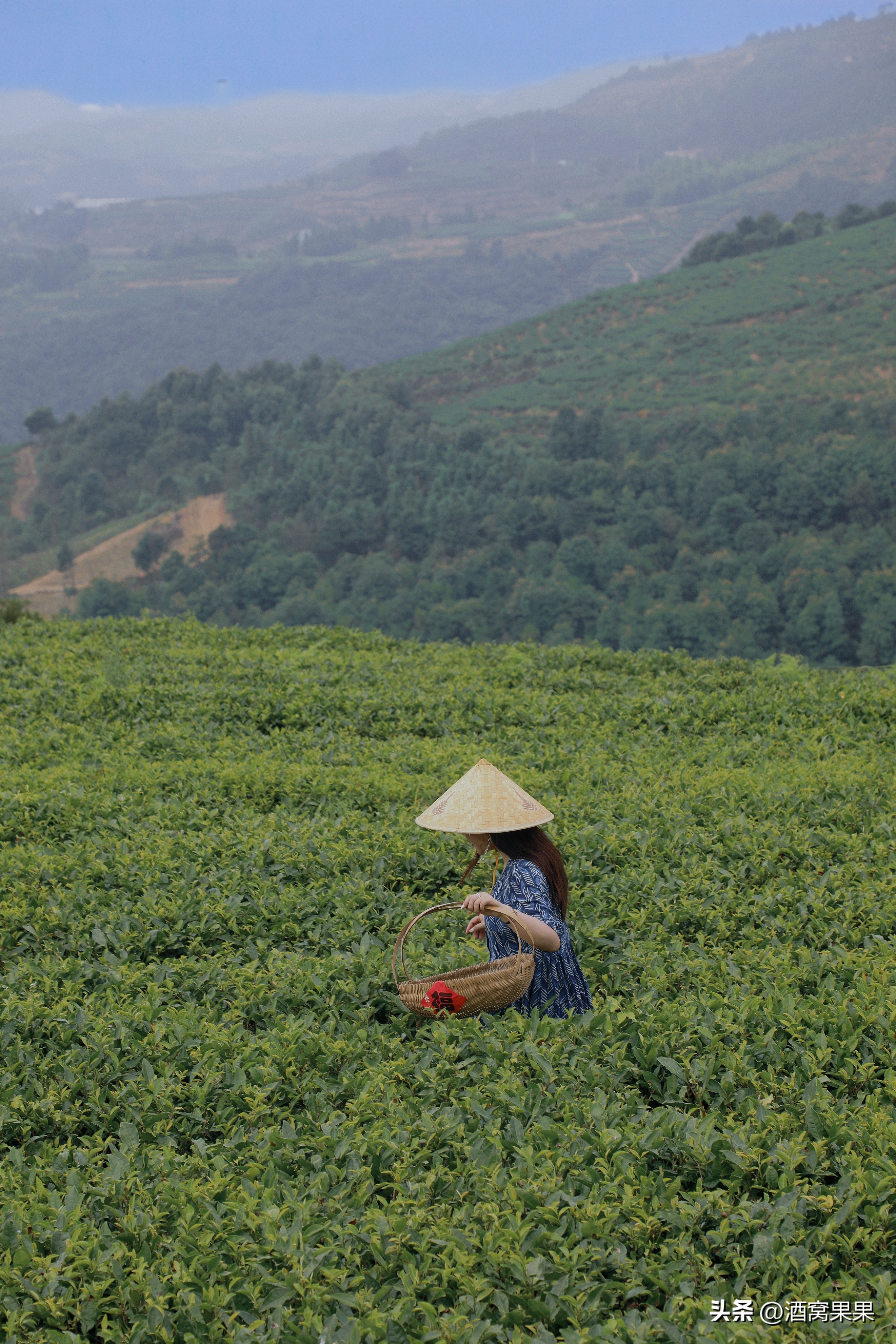 福鼎两天一夜旅游攻略,福鼎茶漫步茶园体验采茶之旅