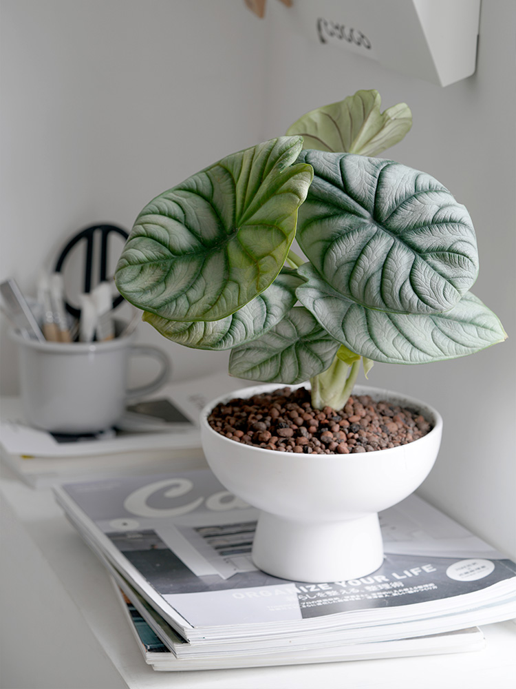 养不死的绿植,懒人养不死耐寒耐旱的绿植