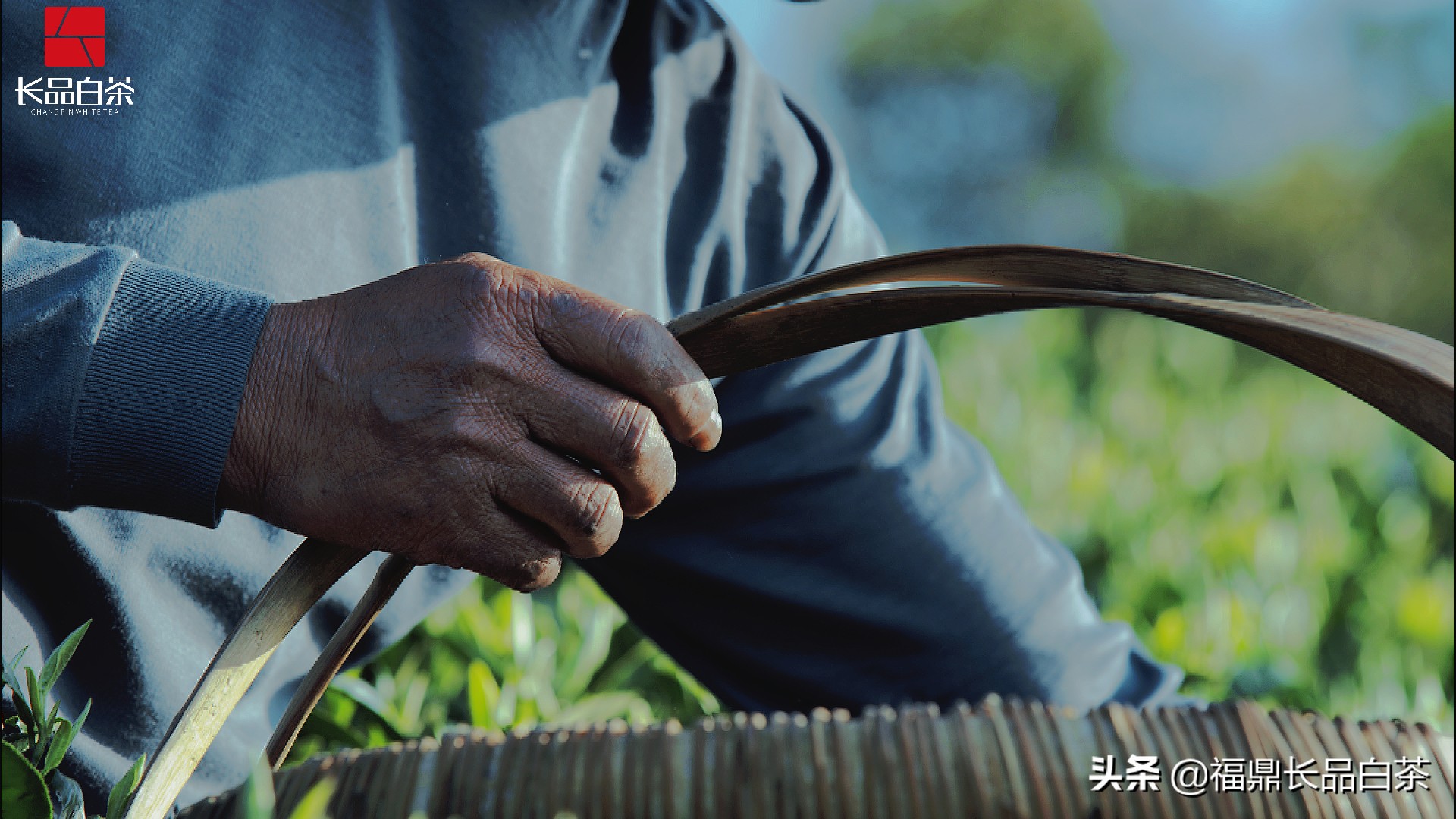 春茶正浓当酣饮,春茶尝鲜正当时