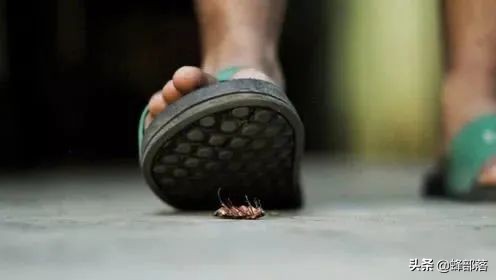 蟑螂为啥越杀越多,正确打死一只蟑螂的方法