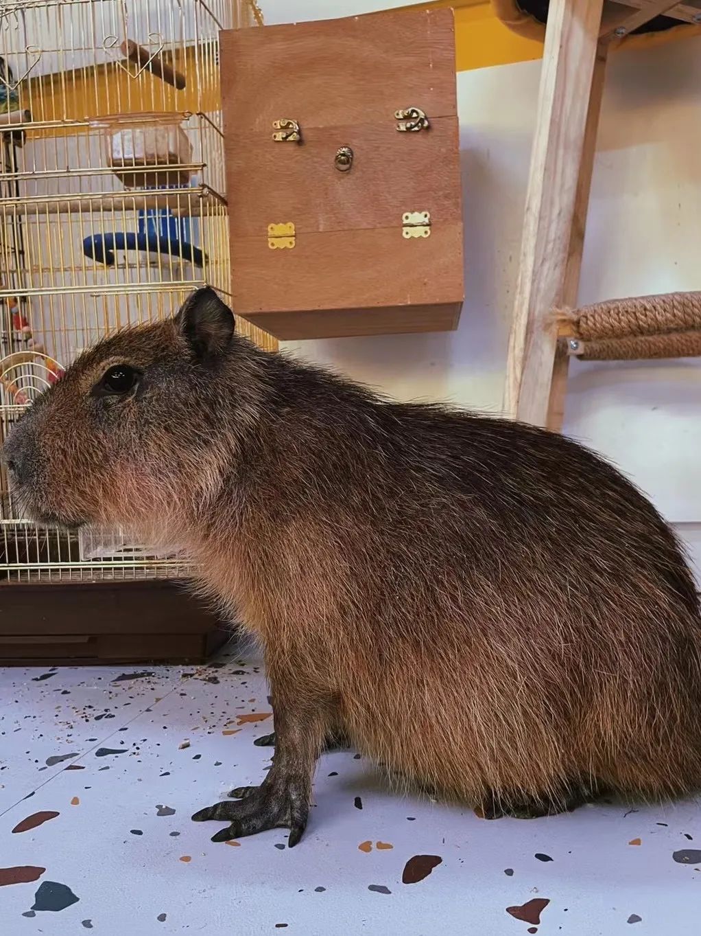 红山动物园亏损3千万网友很着急,近两年疫情原因导致亏损如何翻身