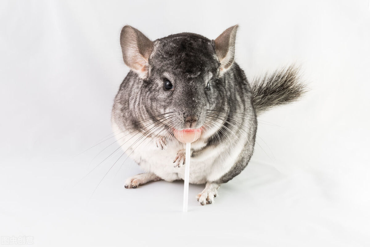 宠物应激如何预防降低应激反应,宠物应激不要慌教你如何应对