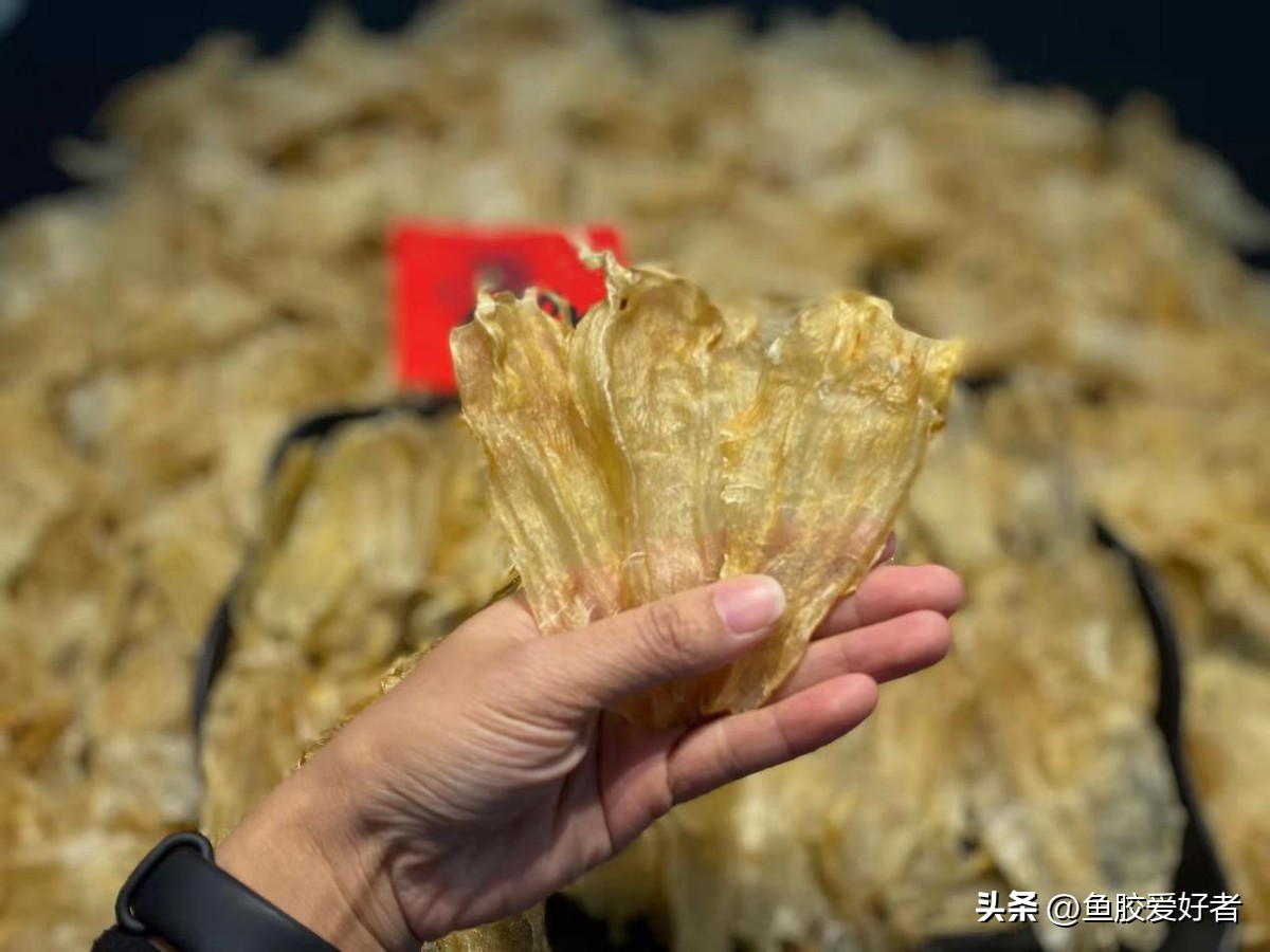 厚鱼胶是什么档次的鱼胶,初级鱼胶怎么处理