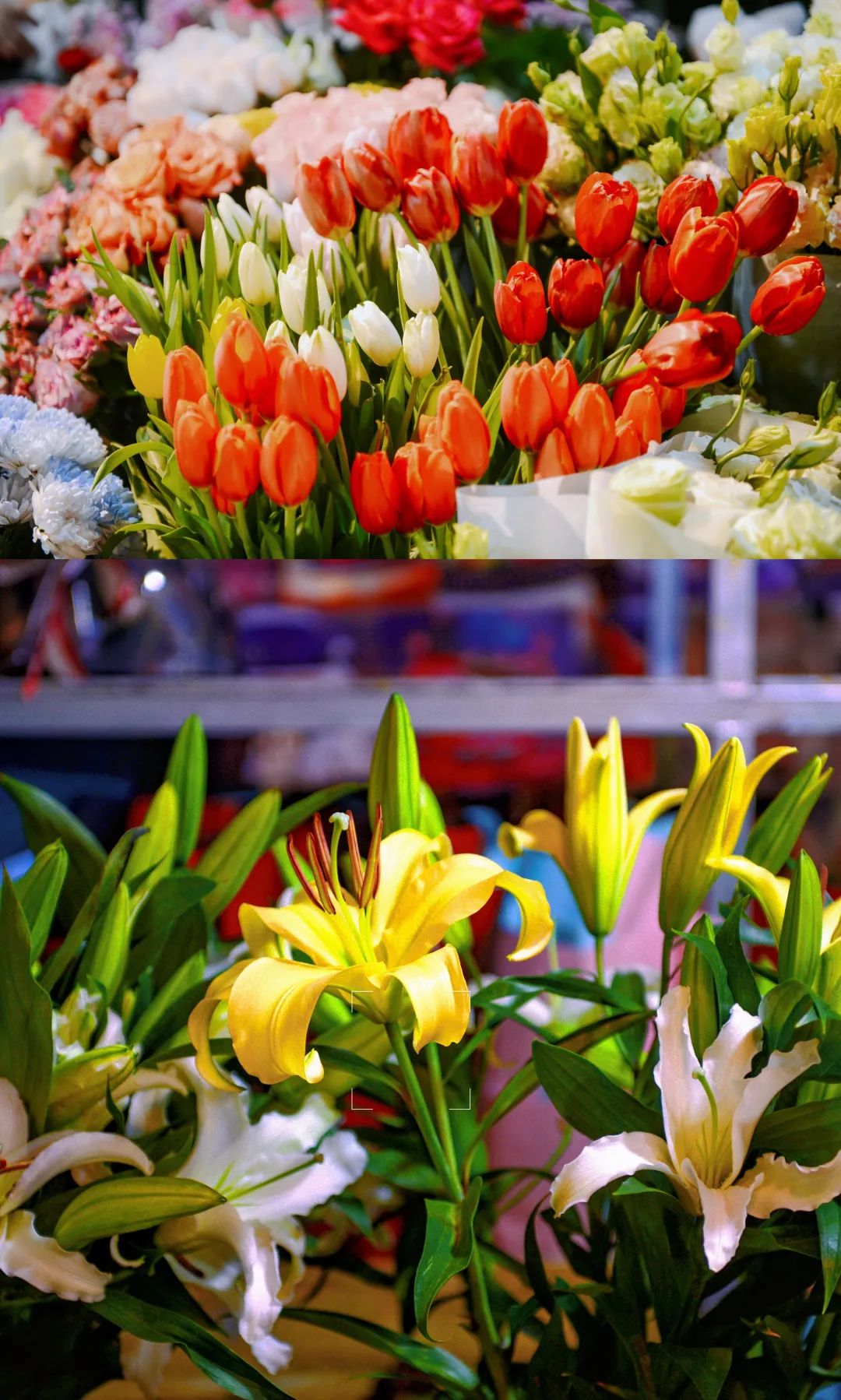 雨雪天气,来济南这些宝藏花市再合适不过了!快去把春天的浪漫抱回家吧!