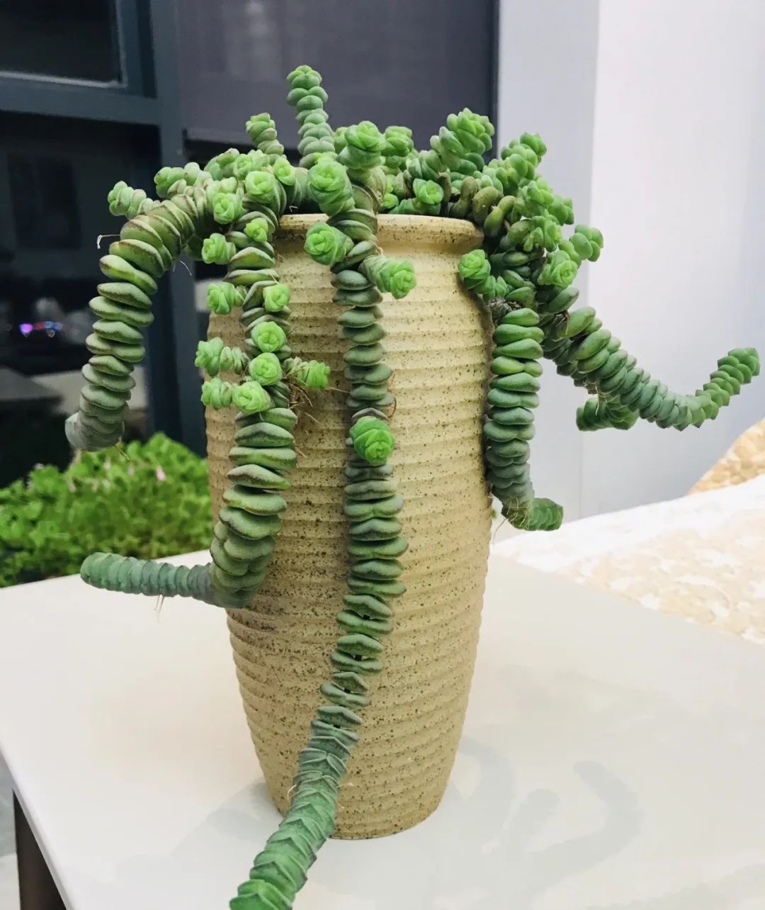 养花就养这几种高端大气上档次,养花养得又好又快的秘诀