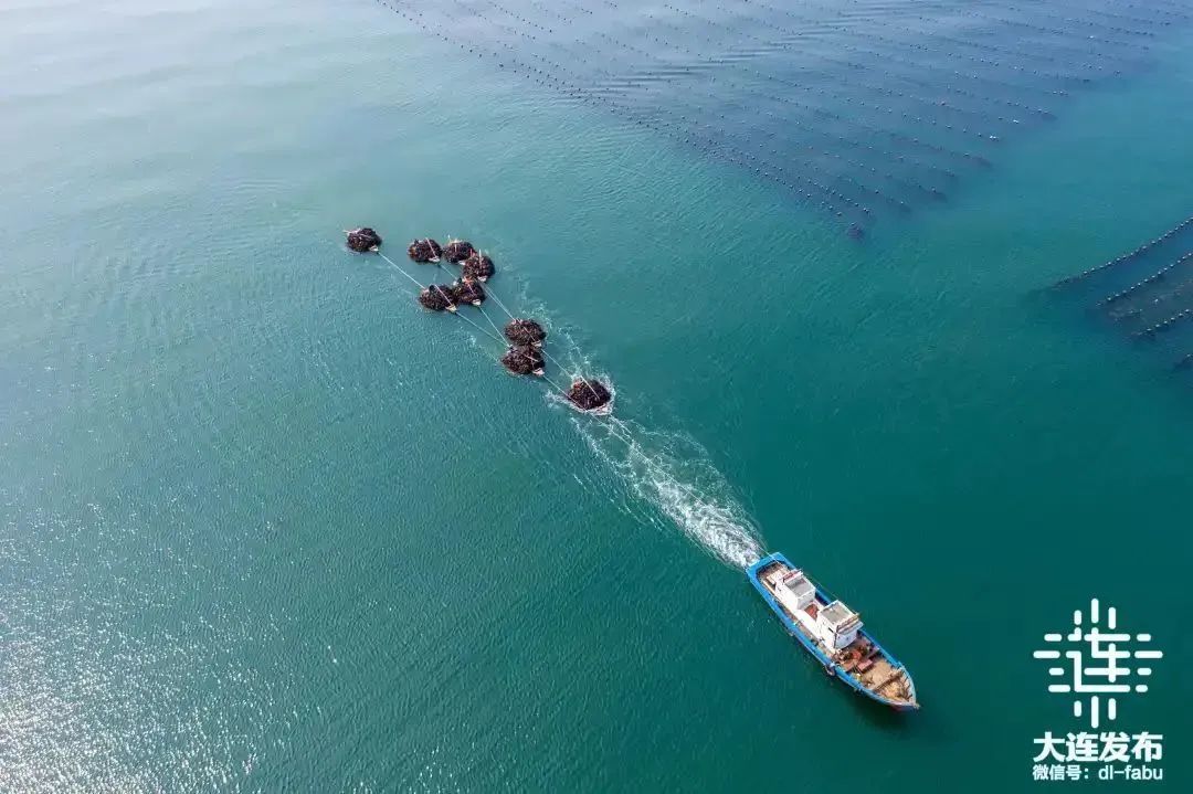 大连高质量发展两个先导区,大连新闻发布会今天