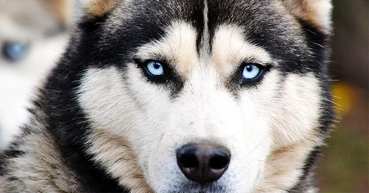 不同品种的狗狗性格差异有多大,16种常见狗狗的优缺点