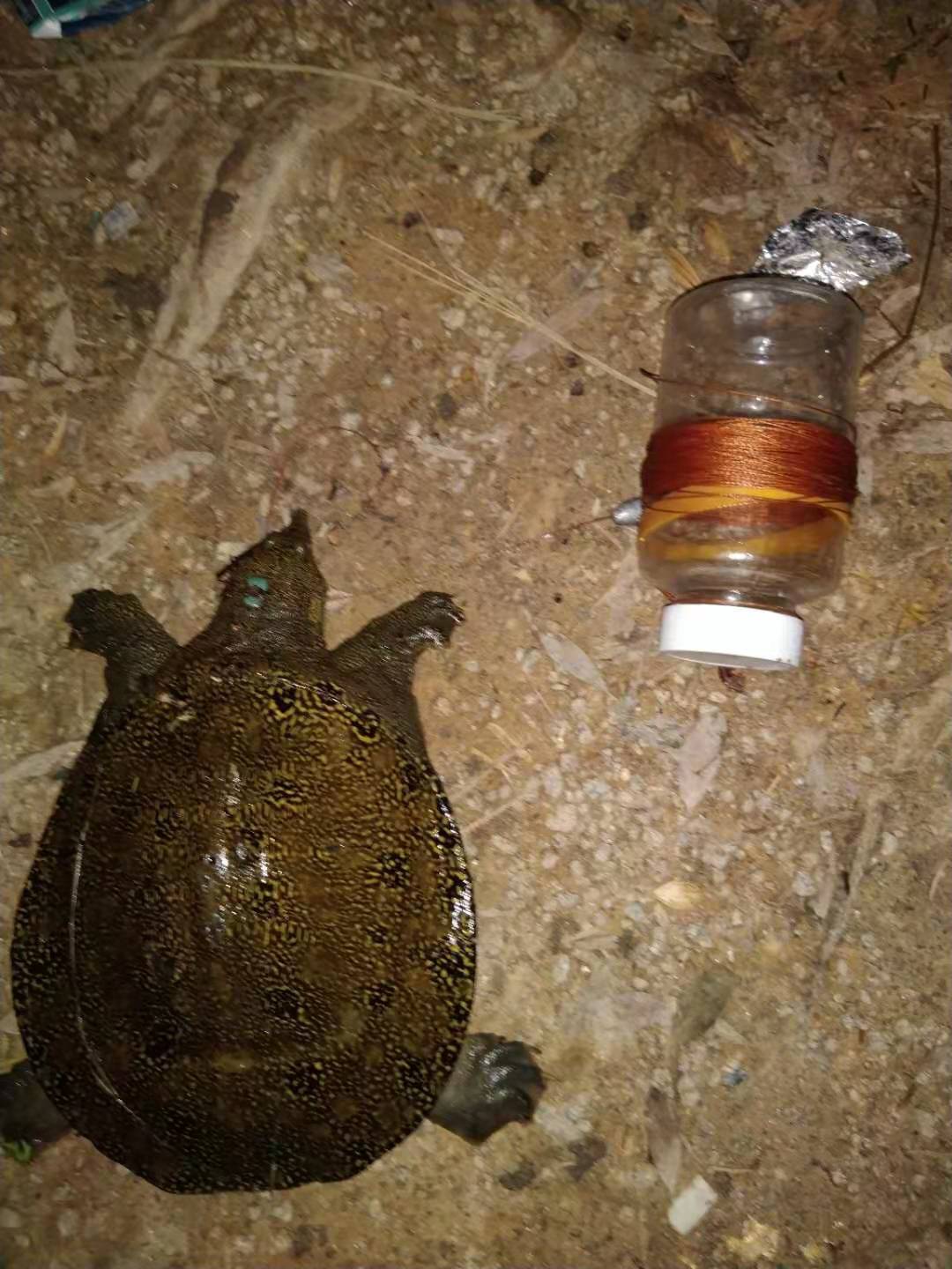 甲鱼应该怎么钓的小技巧,甲鱼生活习性及钓法图解