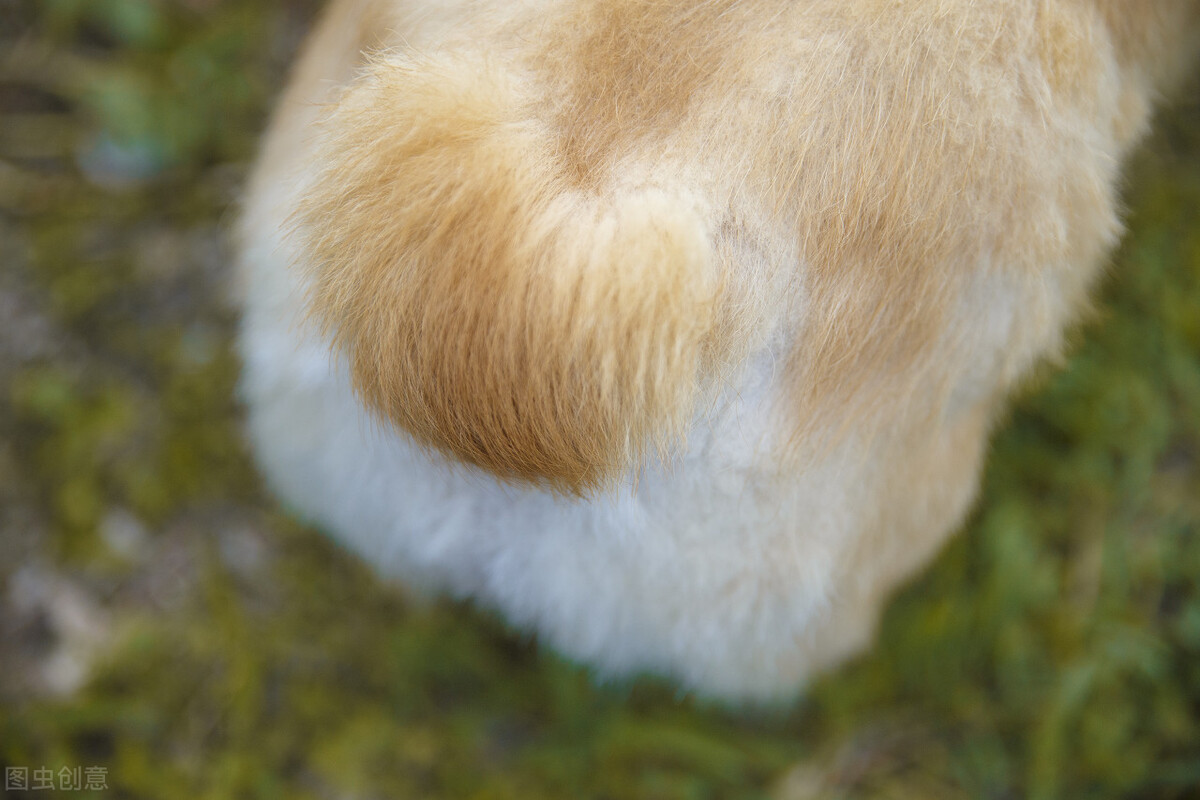 柯基几个月后不会咬主人的脚和手,柯基咬脚后跟矫正方法