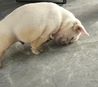 养狗发现的神奇现象,养狗常见的4大误区你避雷了吗