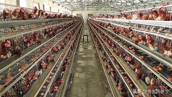 蛋鸡输卵管炎的防治思路,蛋鸡生殖系统的构造