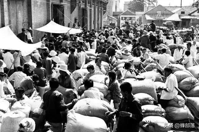 养殖黄鱼为什么那么贵,养殖黄鱼价格多少钱一斤