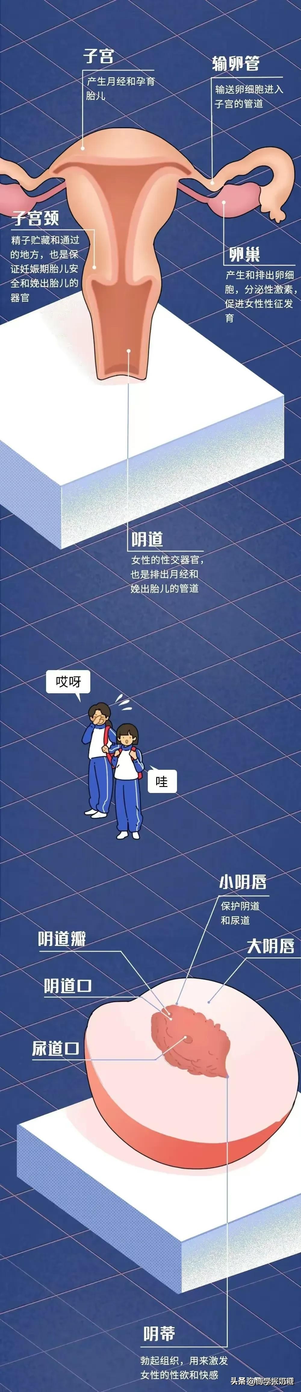 奇妙的女性生理构造，很多女孩自己都不知道！（漫画）