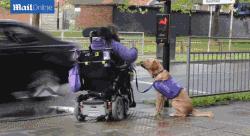 为什么猫没狗工作能力强,猫为什么不如狗那么忠诚听话呢