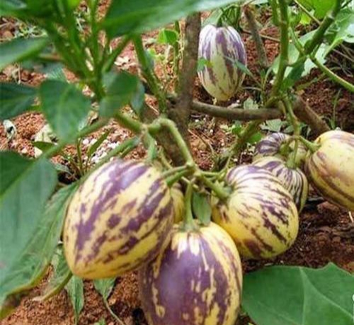 人参果的果实是什么样子的,人参果为什么是菌类植物的果实