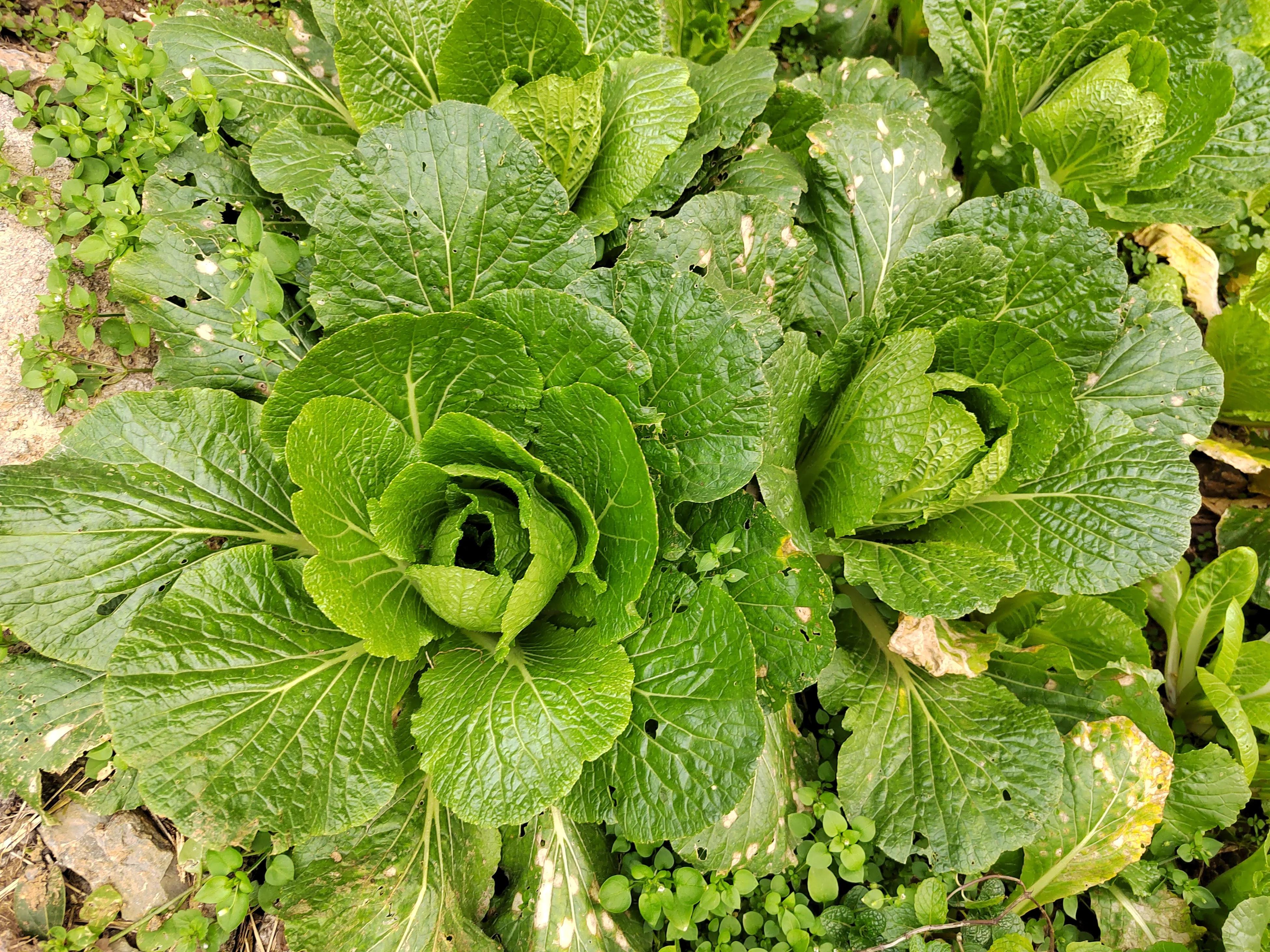 泡菜坛子坛口边缘长虫怎么回事,泡菜长虫是什么原因怎么处理