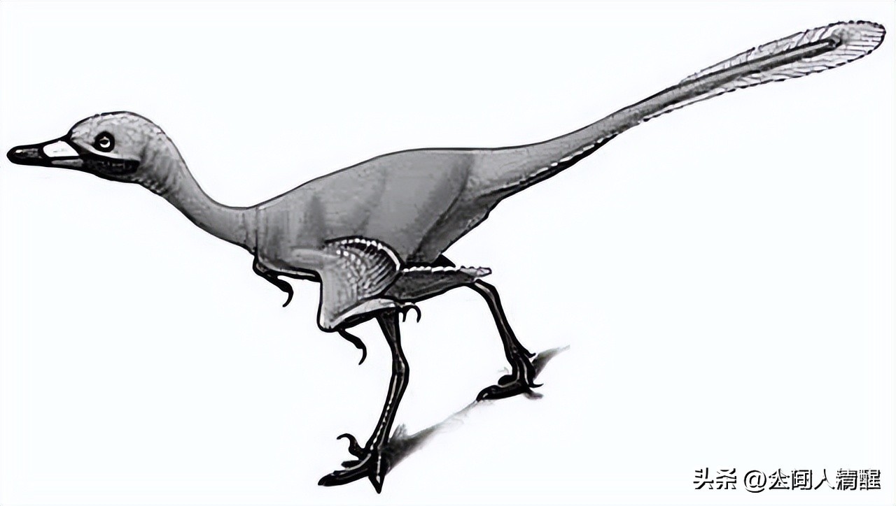 首次挖掘带羽毛的恐龙图片,全部带羽恐龙介绍纪录片