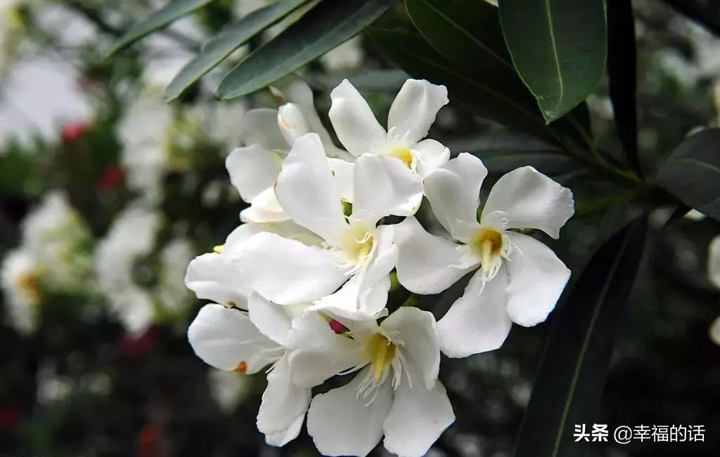 英国国花世界各国的国花,各种国家的国花大全