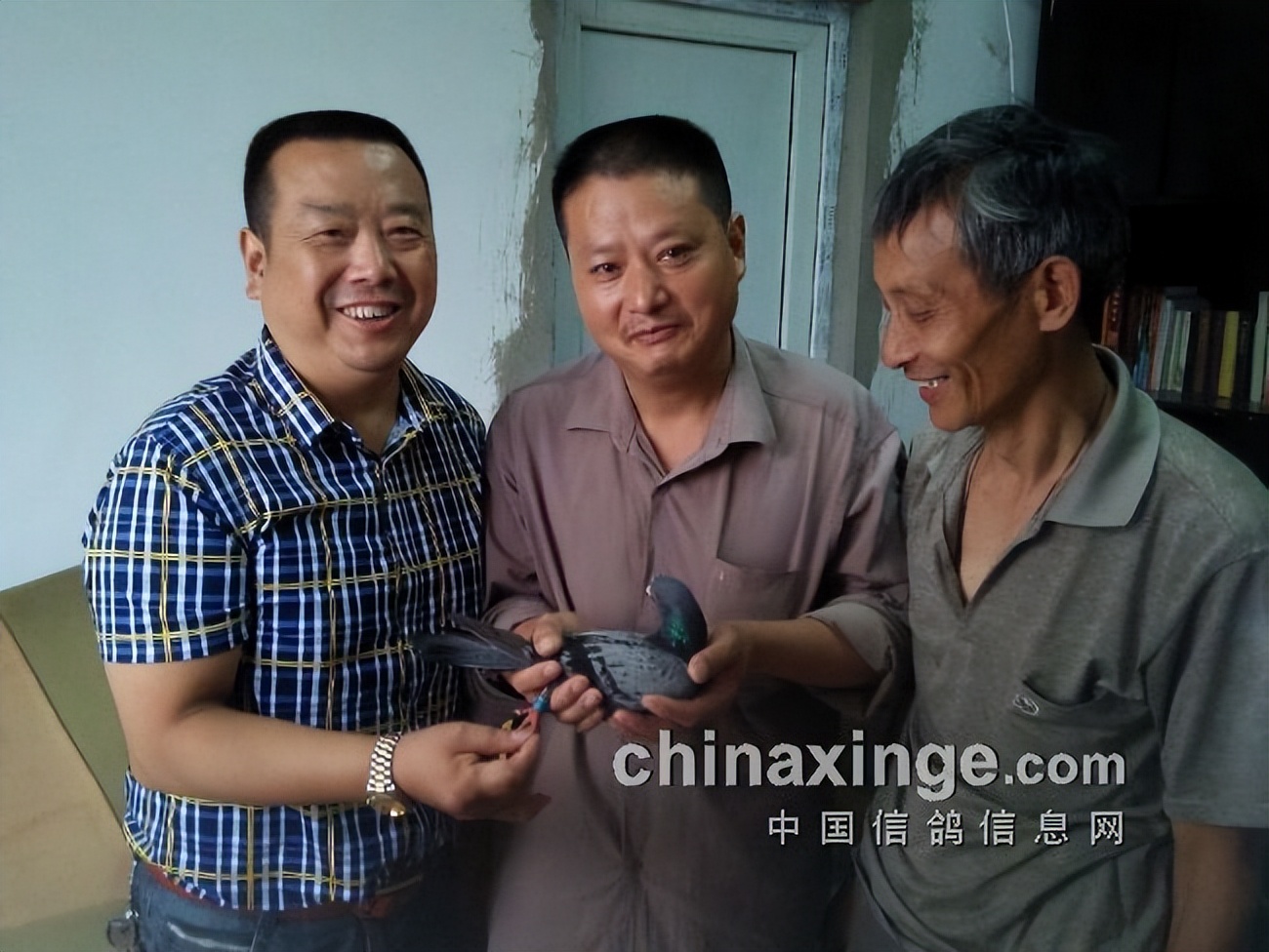 哈密超远程冠军信鸽图片,超远程赛鸽纪录