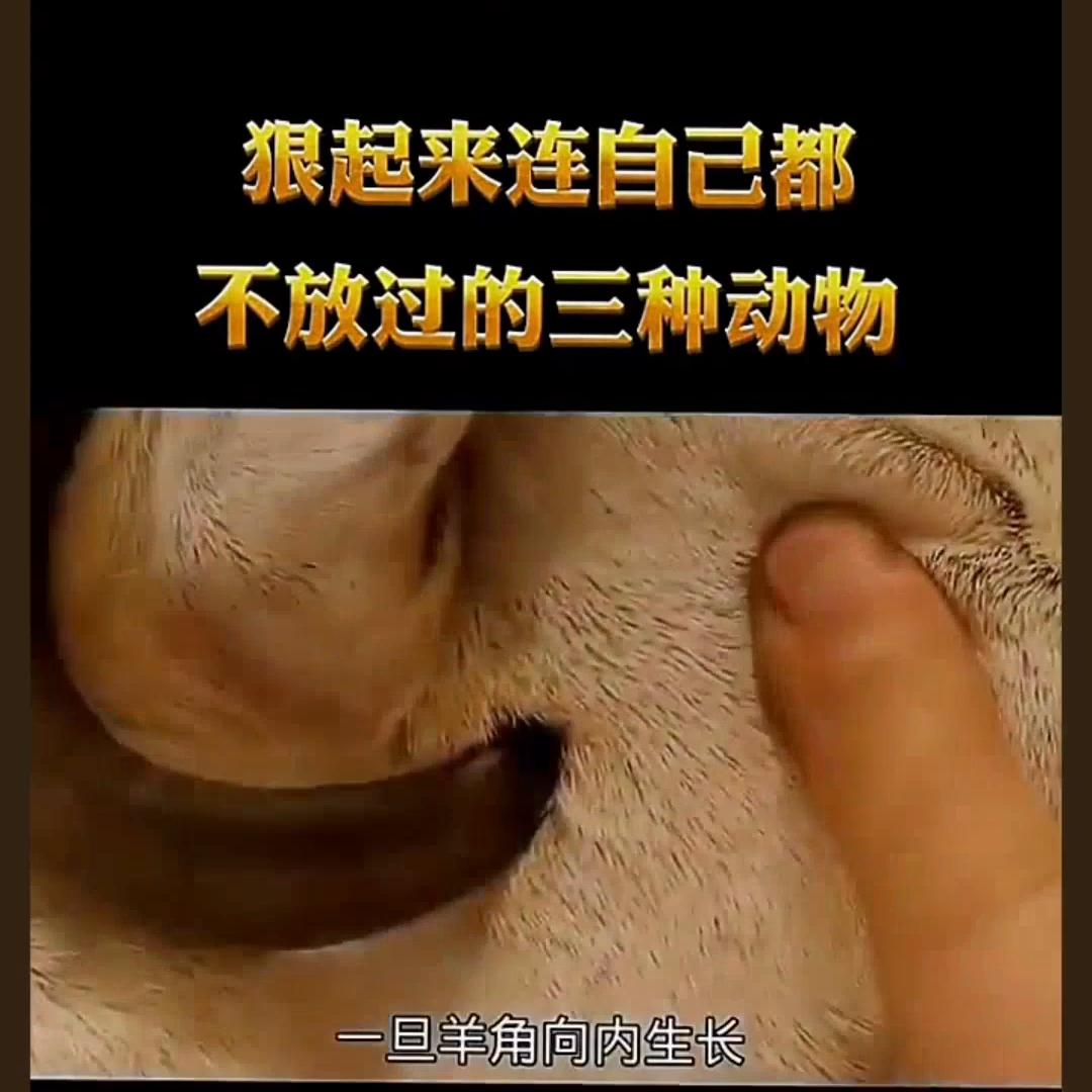 袋鼠妈妈官方旗舰店精华,袋鼠妈妈官方护肤旗舰店