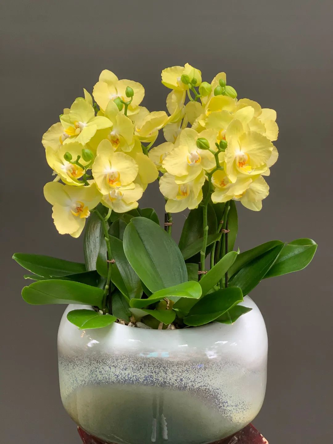 浼佷笟鏂版槬鑺辫壓甯冪疆鍥剧墖,浼佷笟鍥㈠缓鑺辫壓娲诲姩鏂规