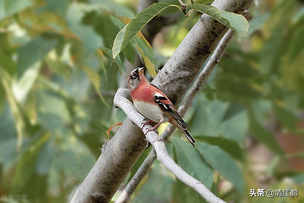 十种种子传播的方法,种子的传播方法有几种类型