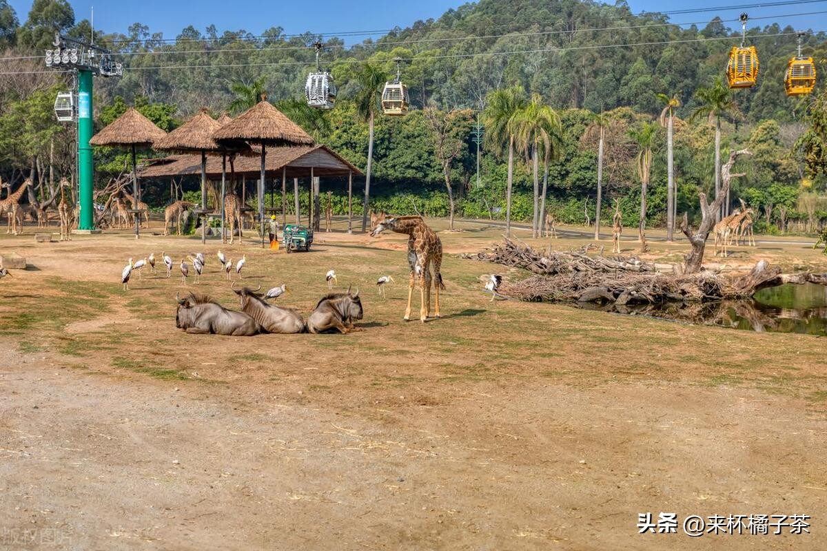 长隆和长鹿哪个门票便宜,长鹿动物园和长隆动物园哪个好玩