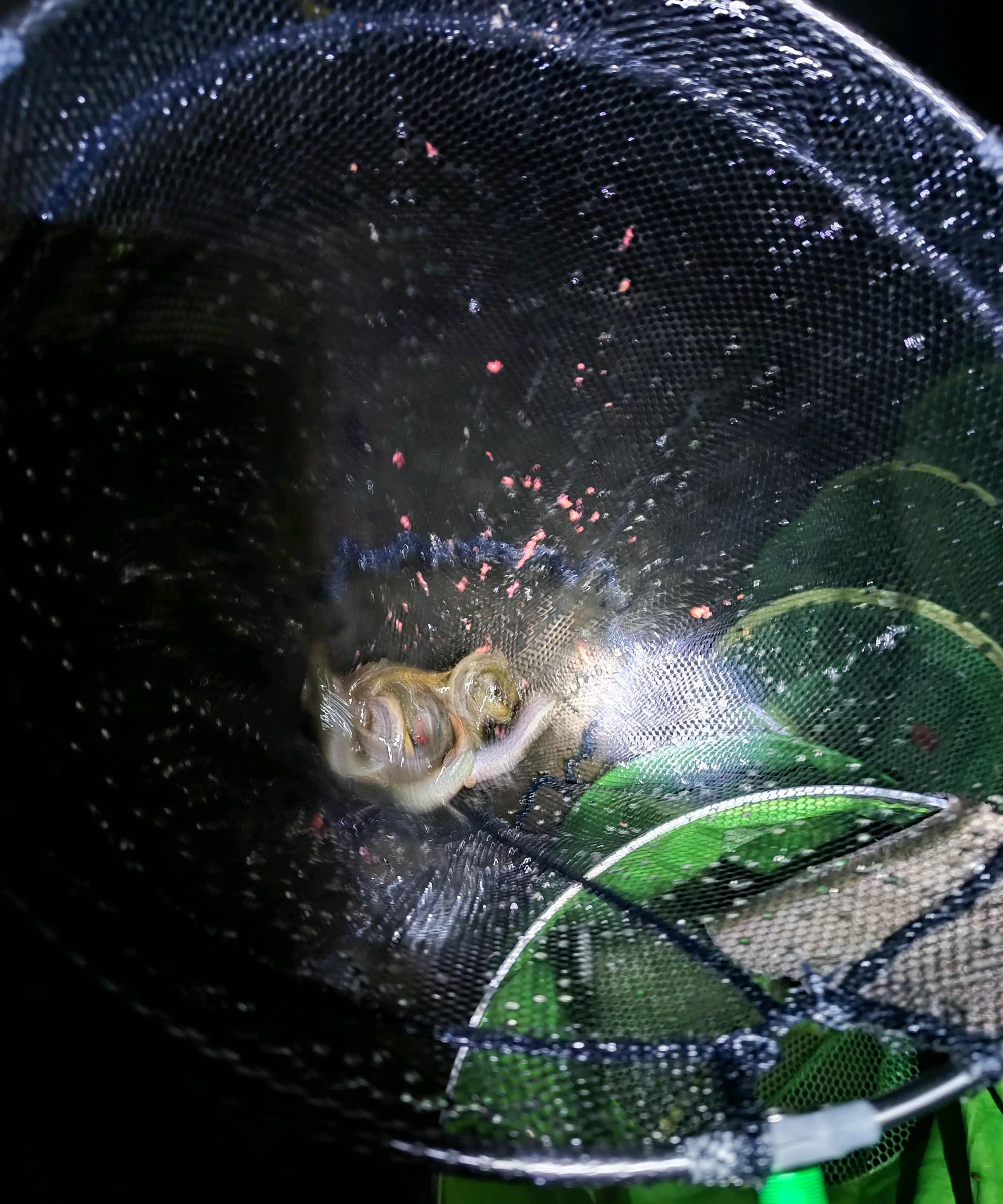 一天钓鱼一两百斤！这些金沙江的钓鱼人过了瘾，也招来骂声