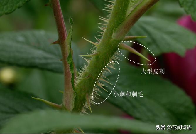 月季玫瑰蔷薇芍药牡丹的区别,月季玫瑰蔷薇区别在哪里