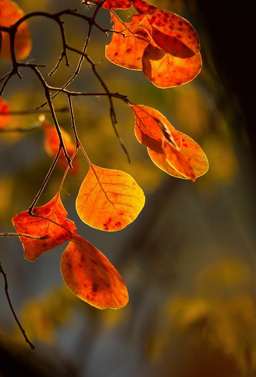 静谧浅秋唯美散文,散文十月愿一切美好如约而至