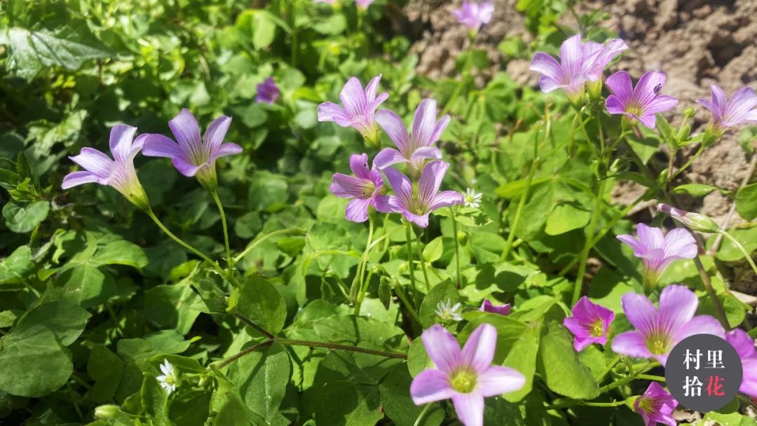 红花酢浆草简介,红花酢浆草喜欢酸性还是碱性土壤