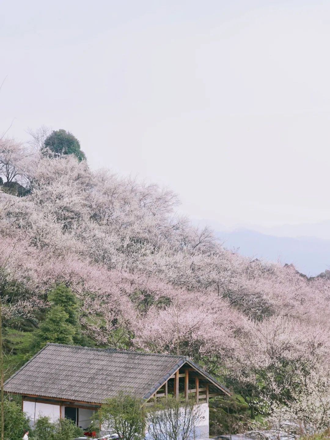 1.5h刹拢！被誉为川版“花城”，这个宝藏好耍地美得不像话