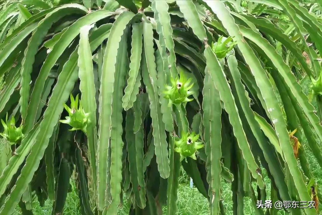 火龙果是热带水果吗能放冰箱吗,火龙果是温带水果还是热带水果