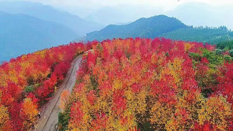 红枫岭有哪些景点,川西红枫岭旅游景点