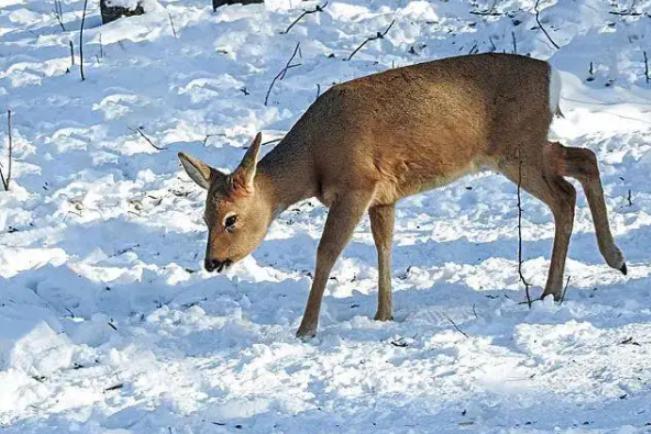 为什么说傻狍子是东北第一大神兽,中国第一神兽傻狍子到底有多傻