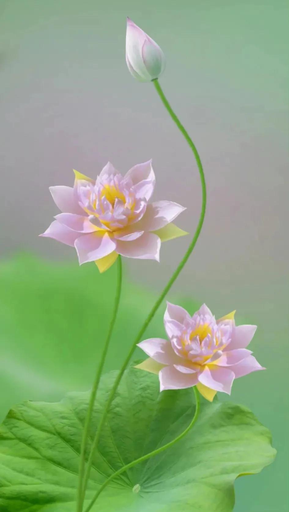 最美荷花古诗图片,诗词荷花图片大全