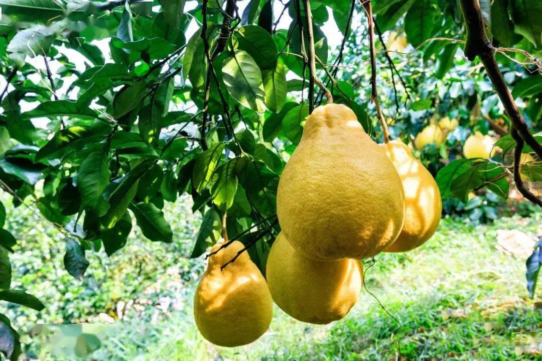 广西壮族自治区地理知识点整理,广西壮族自治区地理特征